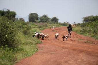 A shepherd with a few goats on an African trail