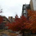 JPN-51_building_autumn